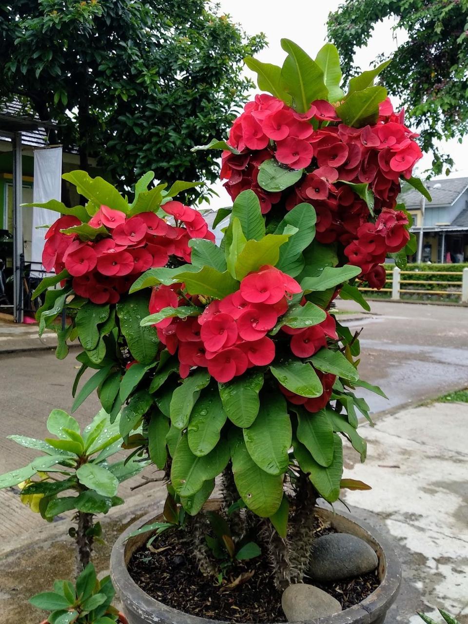 Red Mili Flower Plant (Pack Of-1)