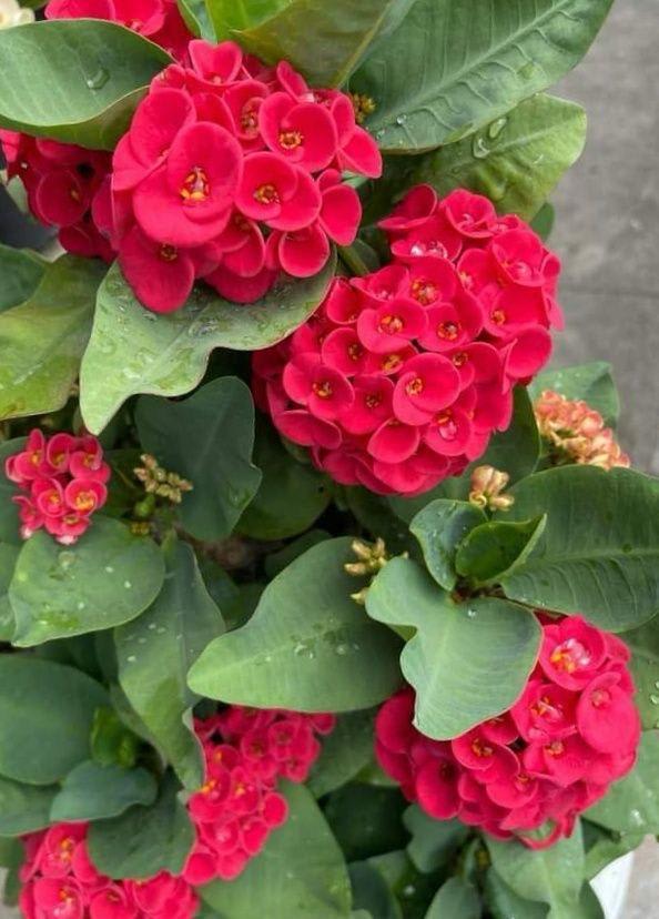 Red Mili Flower Plant (Pack Of-1)