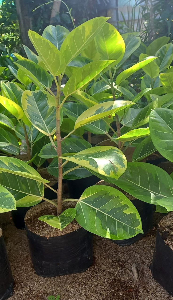 Jack fruit- Grafting plant  (Pack Of 1)