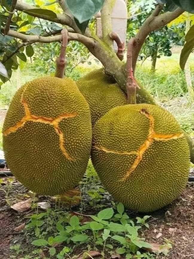 Jack fruit- Grafting plant  (Pack Of 1)