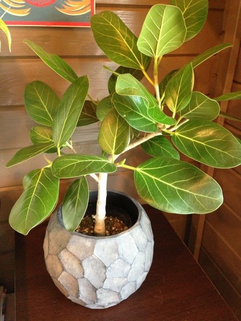 Jack fruit- Grafting plant  (Pack Of 1)