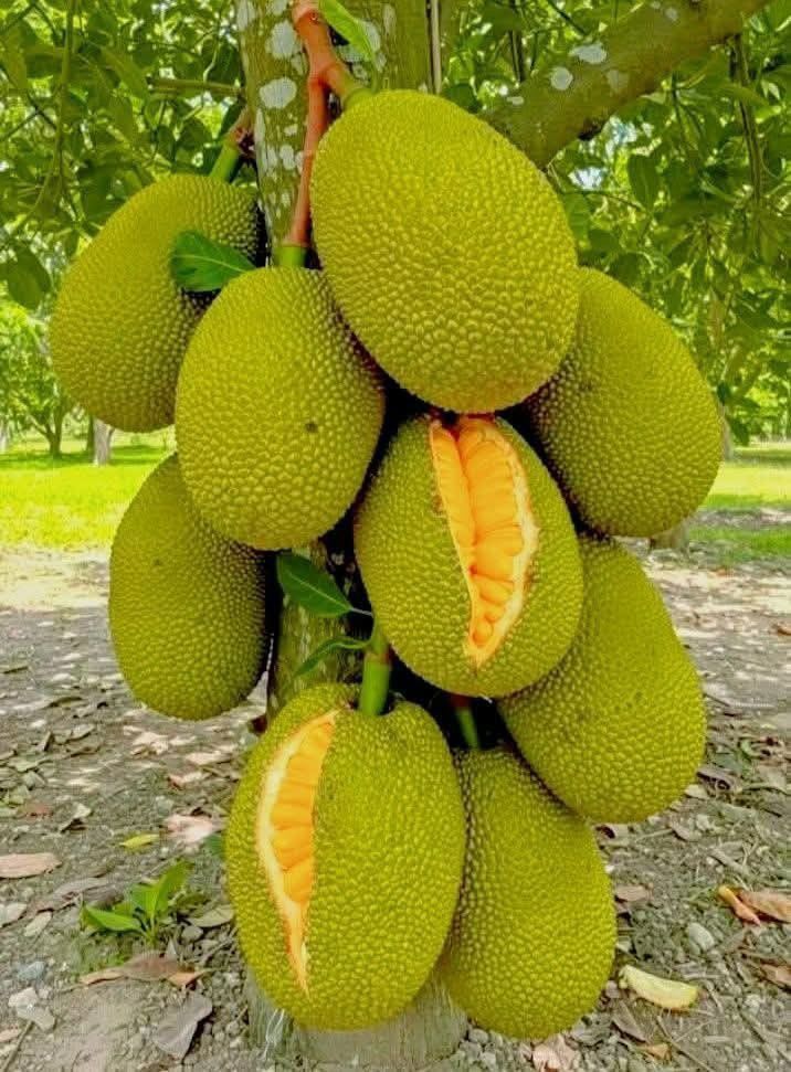 Jack fruit- Grafting plant  (Pack Of 1)