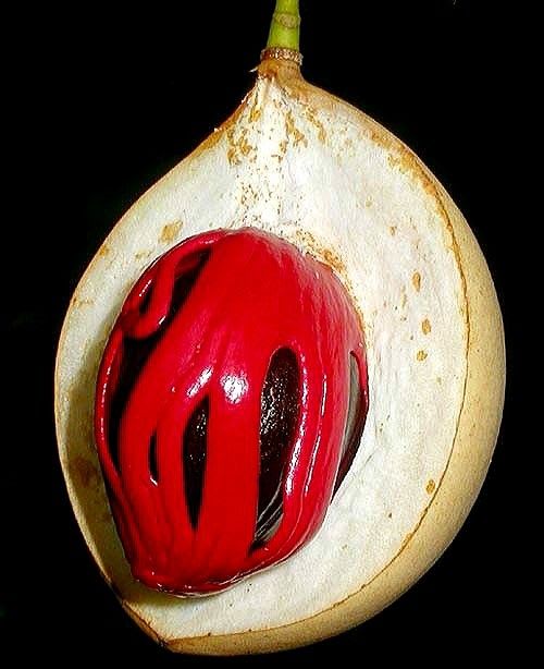 Jaifal-Seedling-Masala-Plant (Pack Of 1)