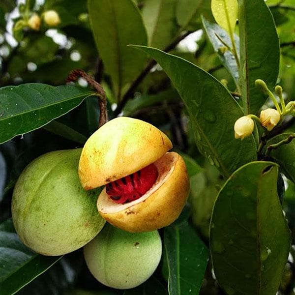 Jaifal-Seedling-Masala-Plant (Pack Of 1)