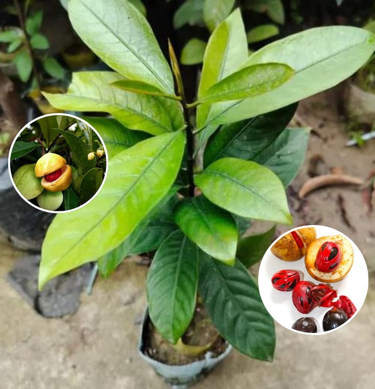 Jaifal-Seedling-Masala-Plant (Pack Of 1)