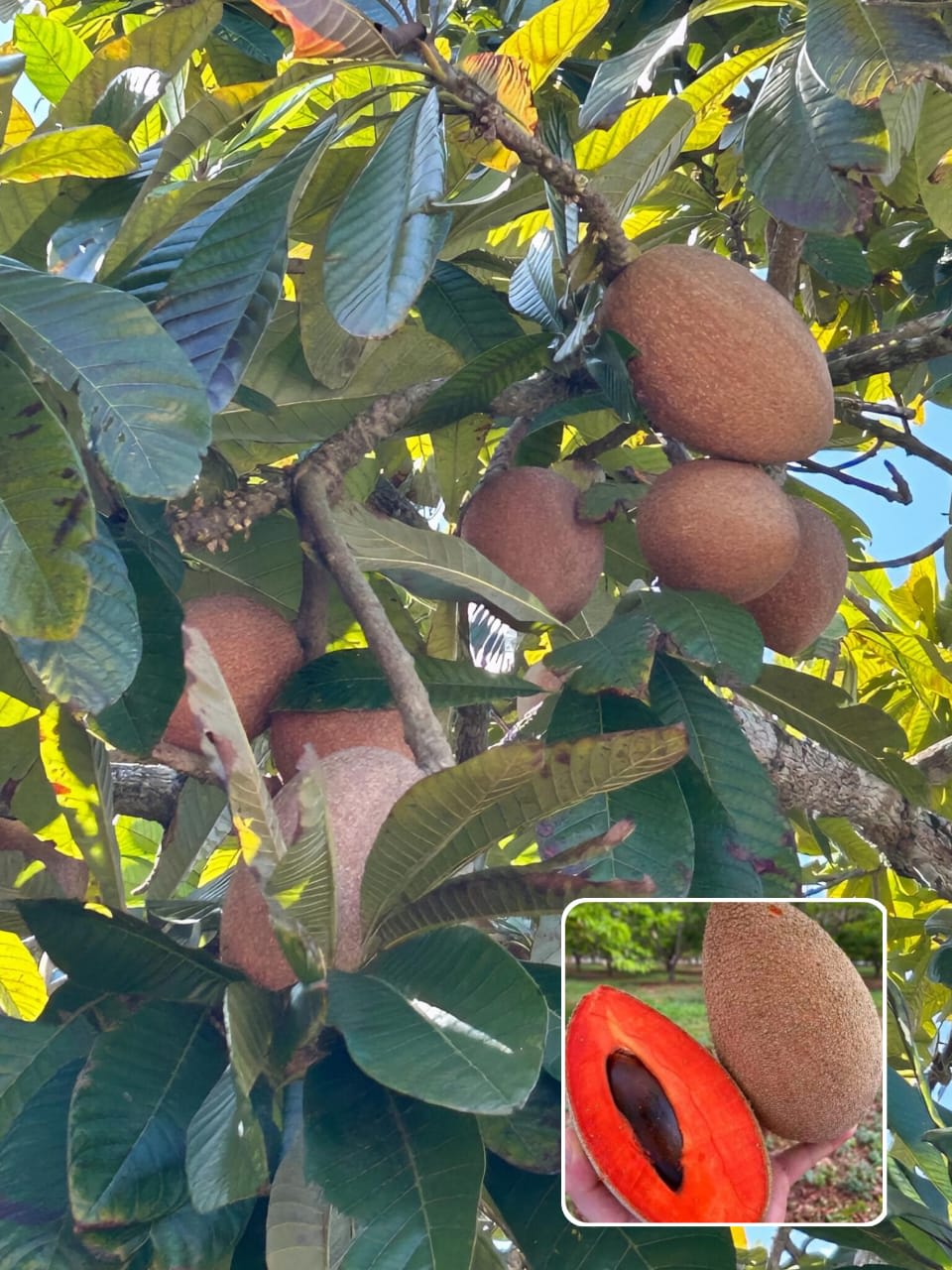 Hybrid Mamey Sapote Grafting Fruit Plant (Pack Of-1 )