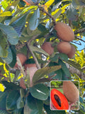 Hybrid Mamey Sapote Grafting Fruit Plant (Pack Of-1 )