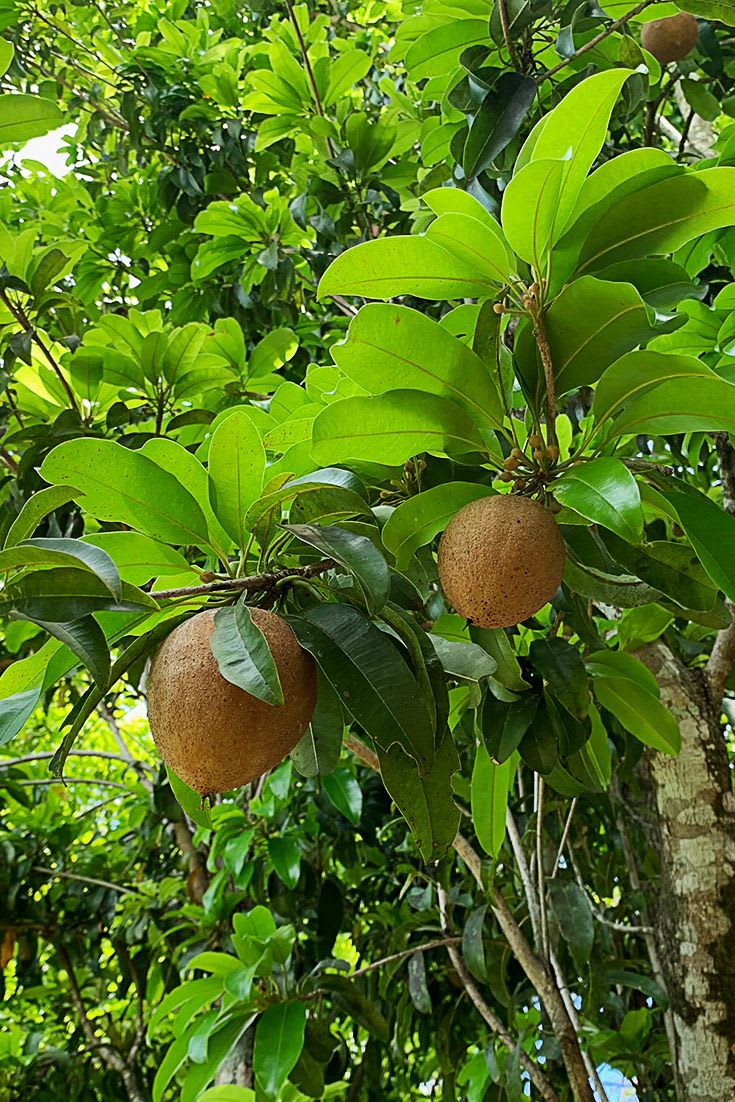 Hybrid Mamey Sapote Grafting Fruit Plant (Pack Of-1 )