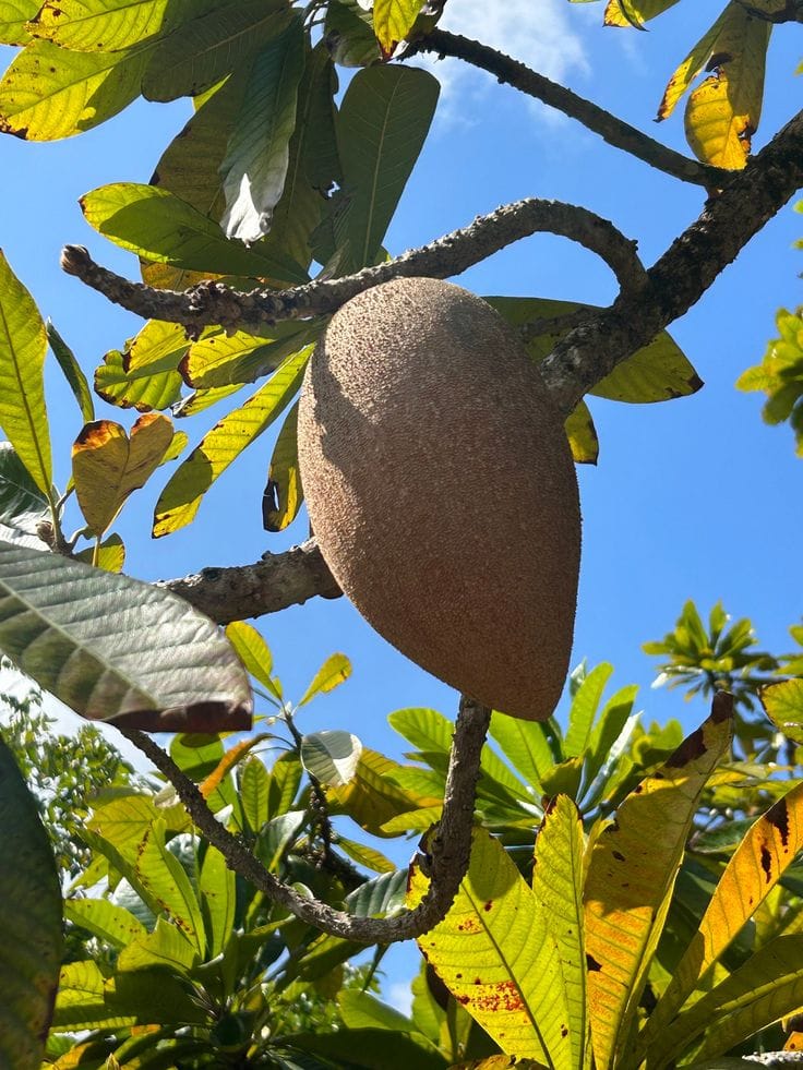 Hybrid Mamey Sapote Grafting Fruit Plant (Pack Of-1 )