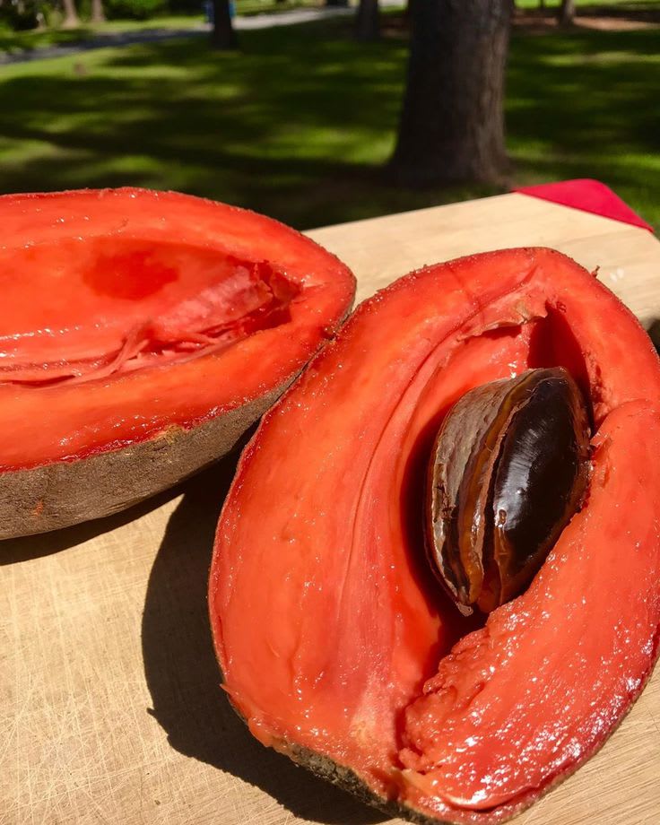 Hybrid Mamey Sapote Grafting Fruit Plant (Pack Of-1 )