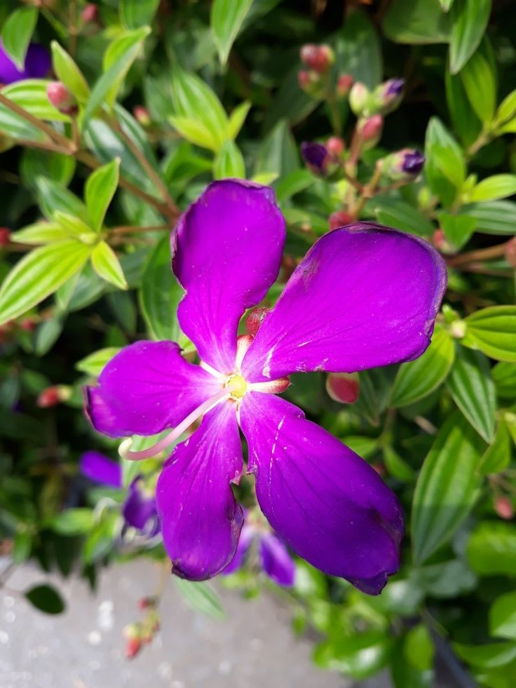 Hybrid Tibouchina Flower Plant (Pack Of-1 )