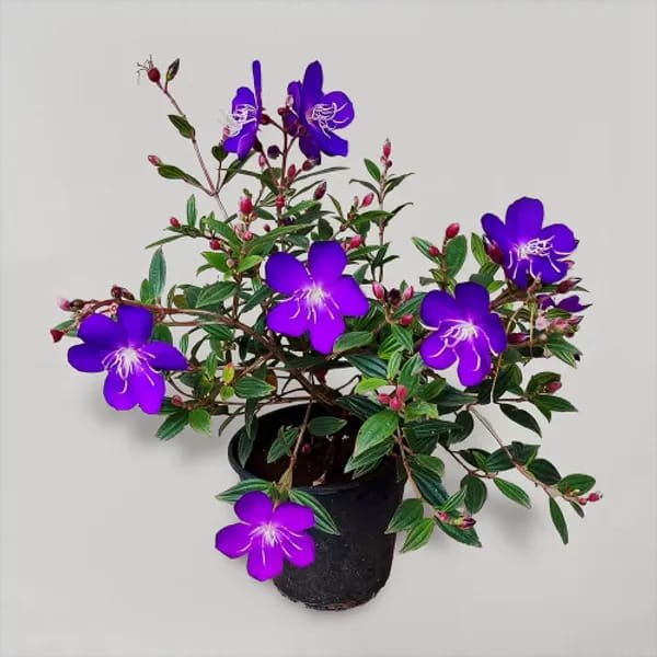 Hybrid Tibouchina Flower Plant (Pack Of-1 )