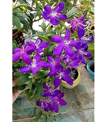 Hybrid Tibouchina Flower Plant (Pack Of-1 )