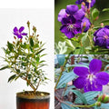 Hybrid Tibouchina Flower Plant (Pack Of-1 )