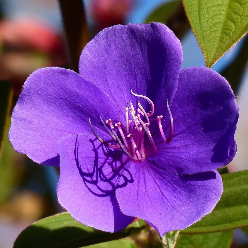 Hybrid Tibouchina Flower Plant (Pack Of-1 )