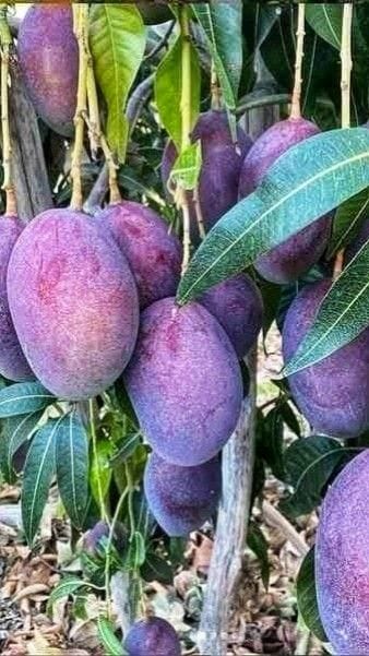 Kasturi Mango 🥭🥭Fruit Plant (Hybrid & Grafting) Pack Of-1
