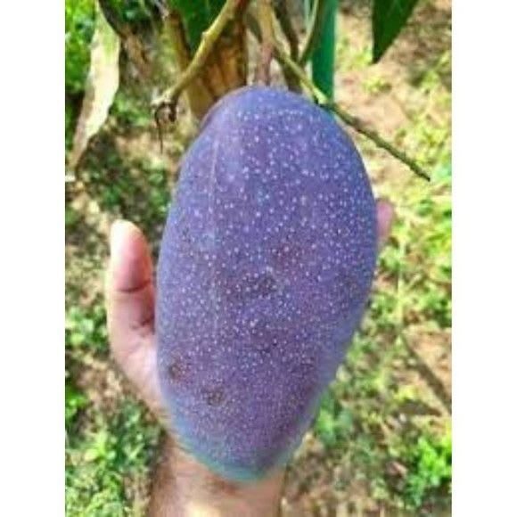 Kasturi Mango 🥭🥭Fruit Plant (Hybrid & Grafting) Pack Of-1