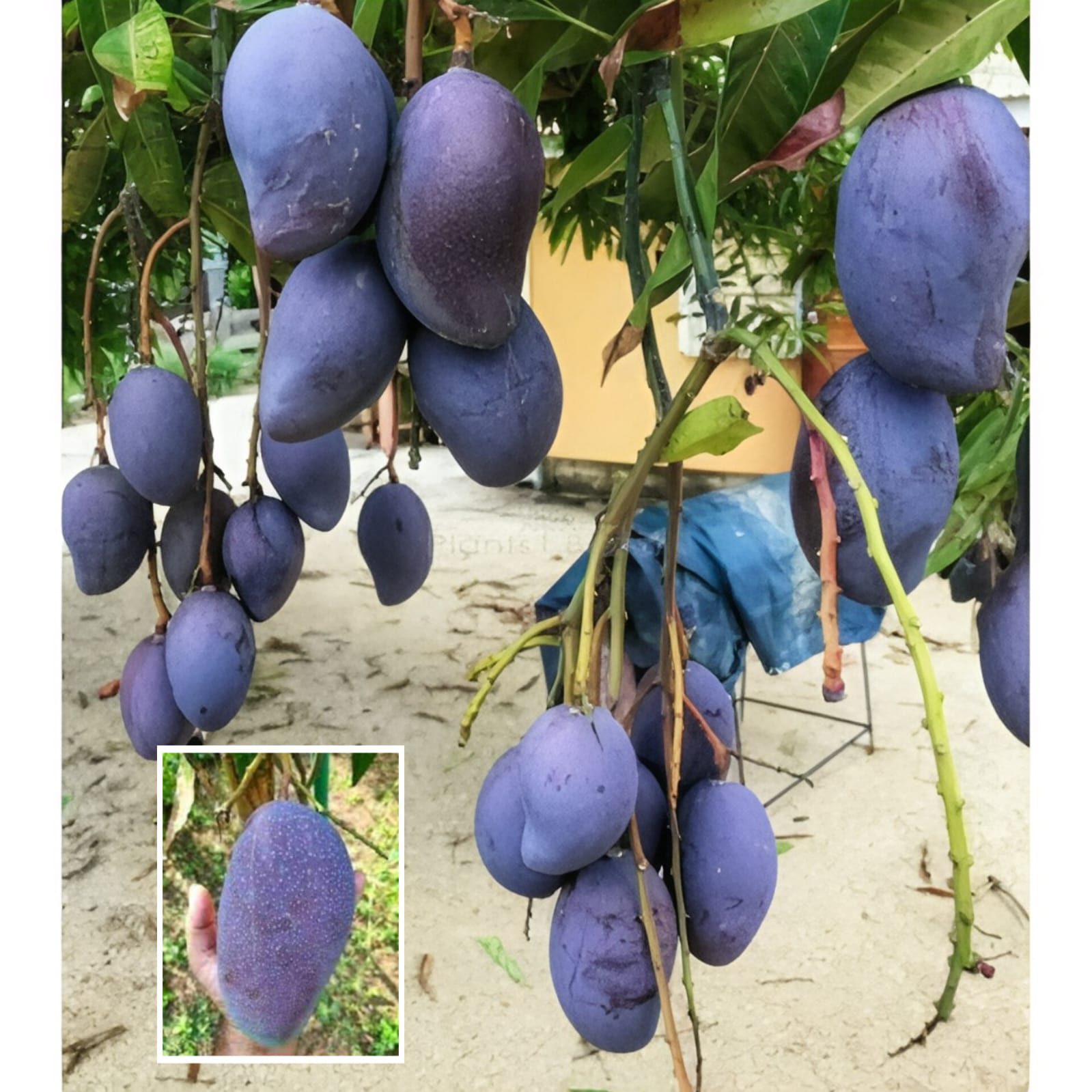 Kasturi Mango 🥭🥭Fruit Plant (Hybrid & Grafting) Pack Of-1