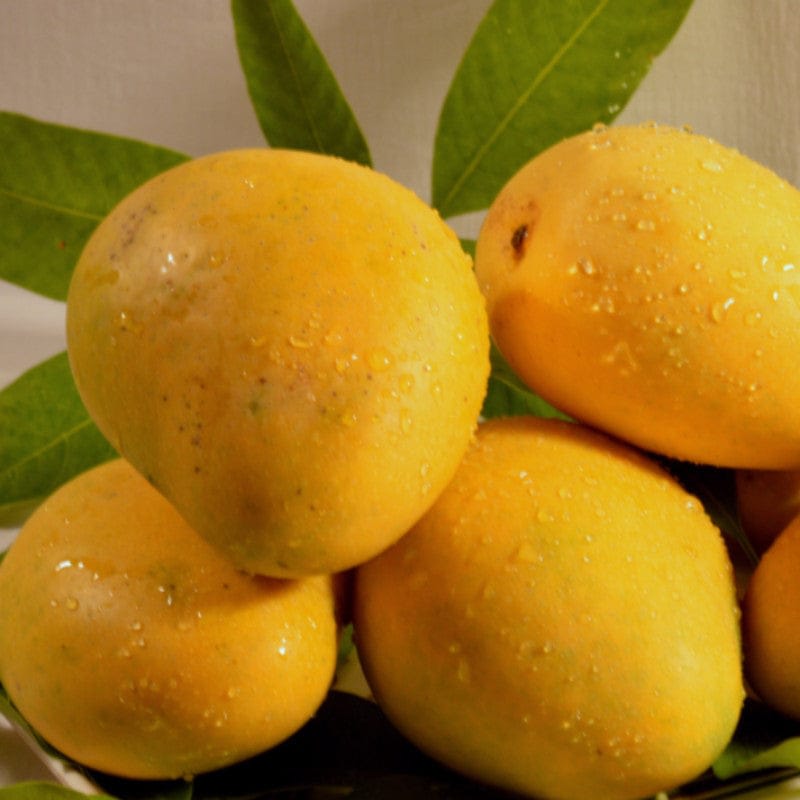 Baganpali Mango Fruit Plant (Hybrid & Grafting) Pack Of-1