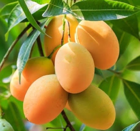 Baganpali Mango Fruit Plant (Hybrid & Grafting) Pack Of-1
