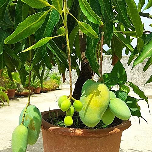 Baganpali Mango Fruit Plant (Hybrid & Grafting) Pack Of-1