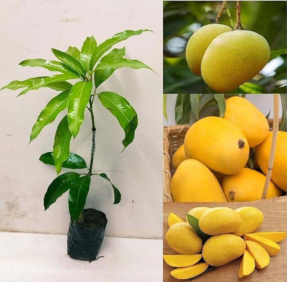 Baganpali Mango Fruit Plant (Hybrid & Grafting) Pack Of-1