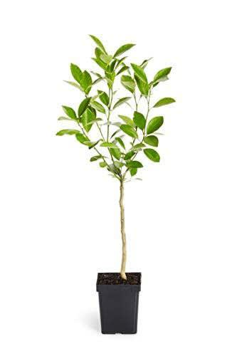 Hybrid Sleet Orange Grafting Plant 🍊🍊🍊(Pack Of 1)