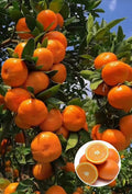 Hybrid Sleet Orange Grafting Plant 🍊🍊🍊(Pack Of 1)