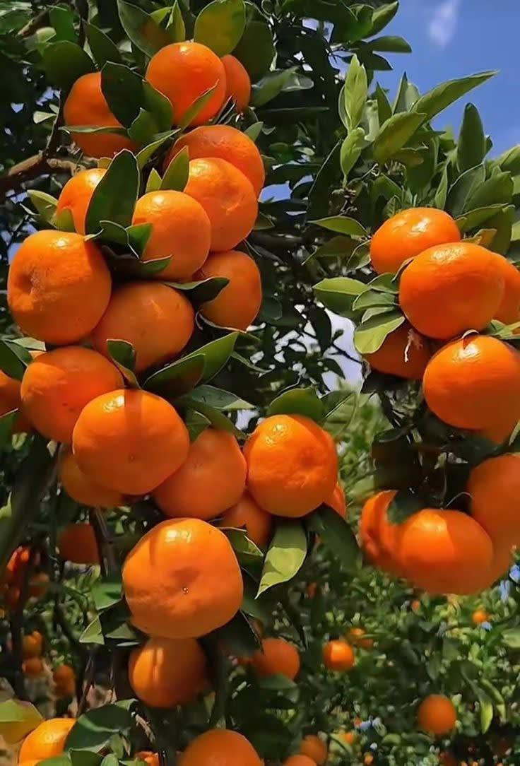 Hybrid Sleet Orange Grafting Plant 🍊🍊🍊(Pack Of 1)