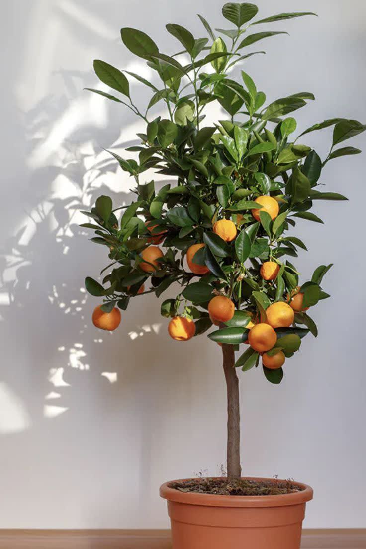 Hybrid Sleet Orange Grafting Plant 🍊🍊🍊(Pack Of 1)