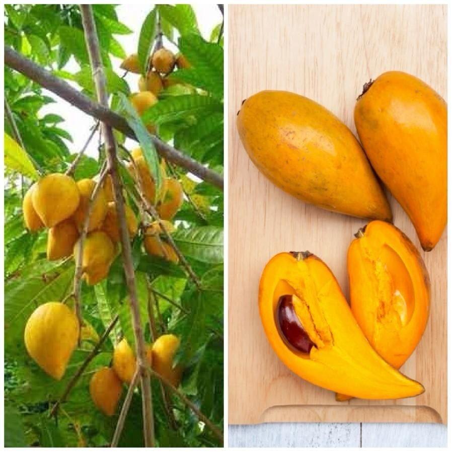 Egg Fruit Plant (Hybrid & Grafting) Pack Of-1