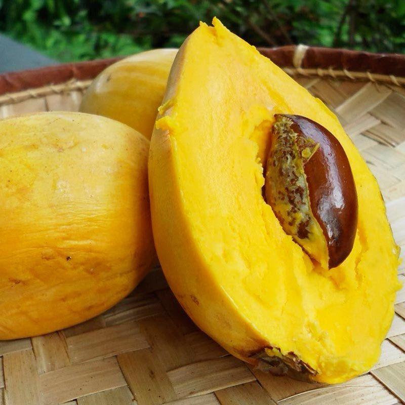 Egg Fruit Plant (Hybrid & Grafting) Pack Of-1