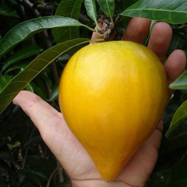 Egg Fruit Plant (Hybrid & Grafting) Pack Of-1