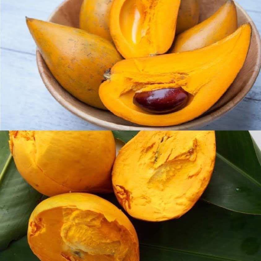 Egg Fruit Plant (Hybrid & Grafting) Pack Of-1