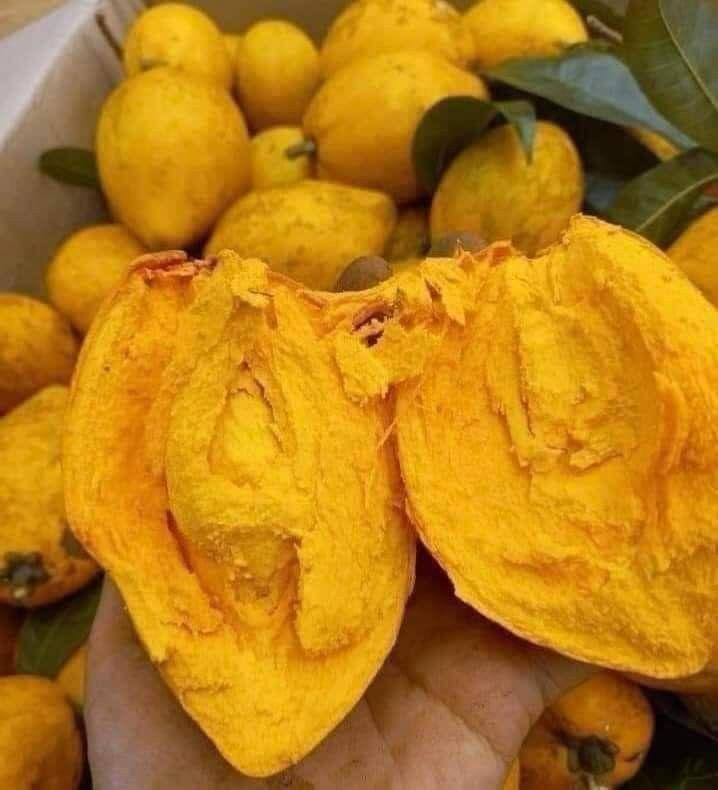 Egg Fruit Plant (Hybrid & Grafting) Pack Of-1