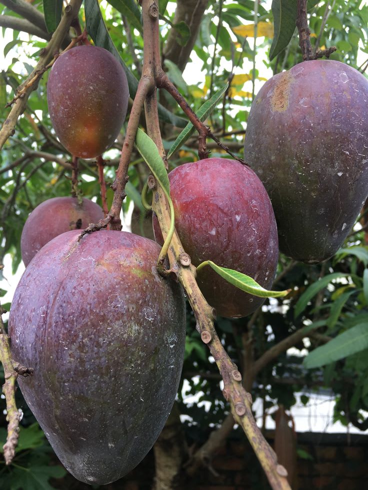 Kasturi-Black-Mango Plant (Pack Of 1)