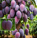 Kasturi-Black-Mango Plant (Pack Of 1)