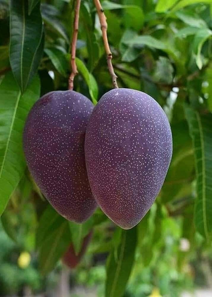 Kasturi-Black-Mango Plant (Pack Of 1)