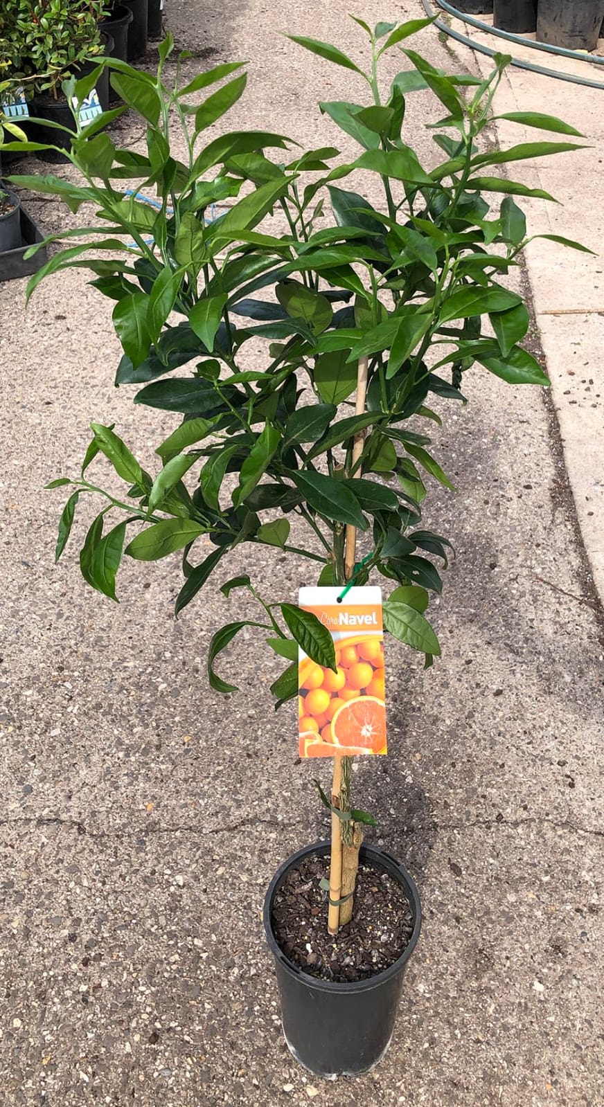 Hybrid Cara Cara Navel Orange Grafting Fruit Plant (Pack Of-1 )