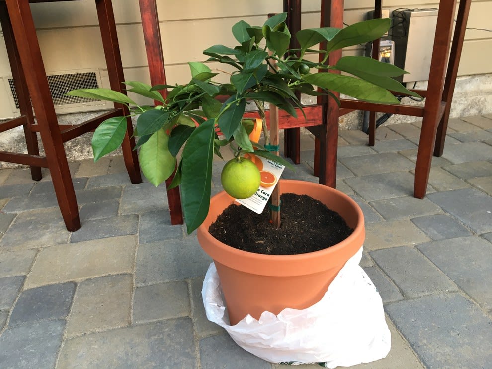 Hybrid Cara Cara Navel Orange Grafting Fruit Plant (Pack Of-1 )