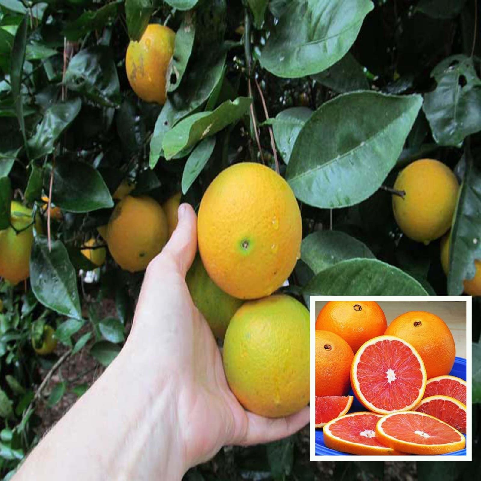 Hybrid Cara Cara Navel Orange Grafting Fruit Plant (Pack Of-1 )