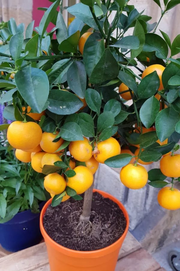 Hybrid Cara Cara Navel Orange Grafting Fruit Plant (Pack Of-1 )