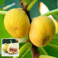 Hybrid Fig Plant (Pack Of-1)