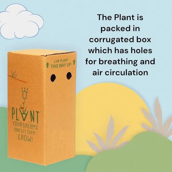 Hybrid Fig Plant (Pack Of-1)