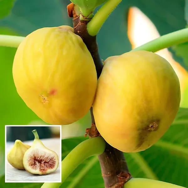 Hybrid Fig Plant (Pack Of-1)