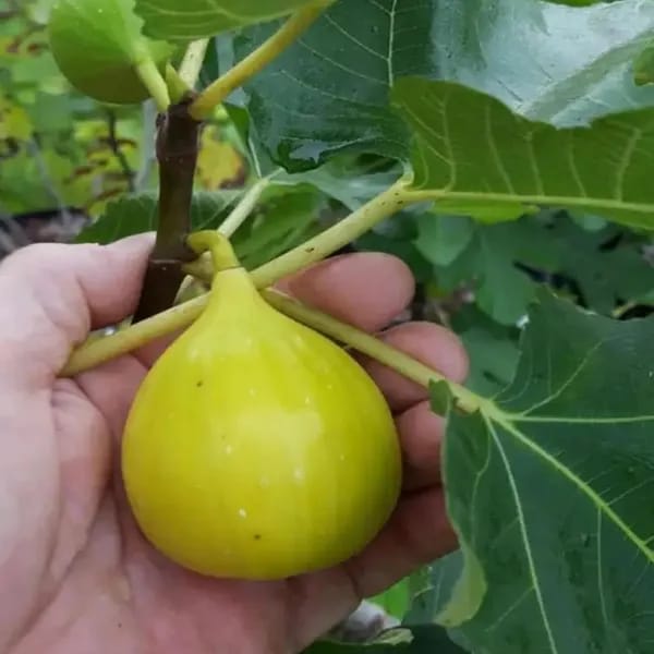 Hybrid Fig Plant (Pack Of-1)