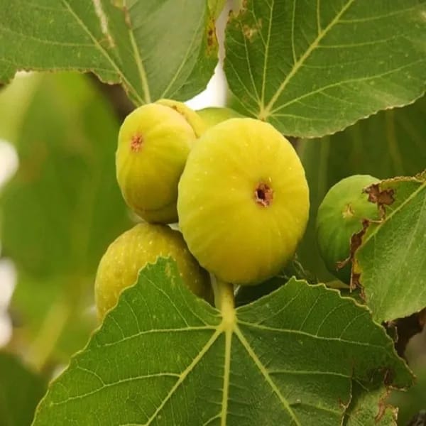 Hybrid Fig Plant (Pack Of-1)