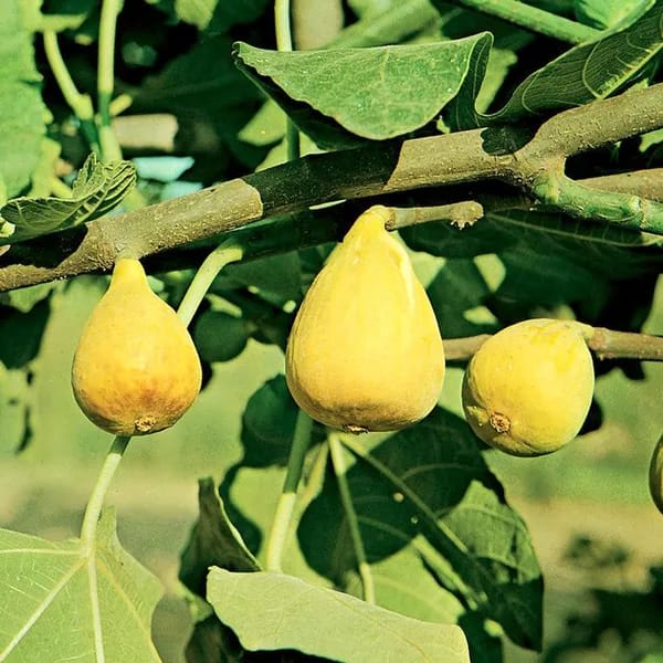 Hybrid Fig Plant (Pack Of-1)