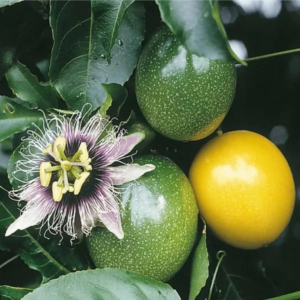 Pink Passion Fruit Plant (Pack Of-1)