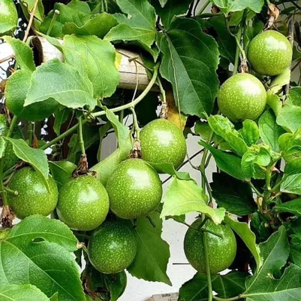 Pink Passion Fruit Plant (Pack Of-1)
